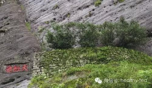 中国天价茶十大土豪排行榜AG真人九游会登录网址(图1)